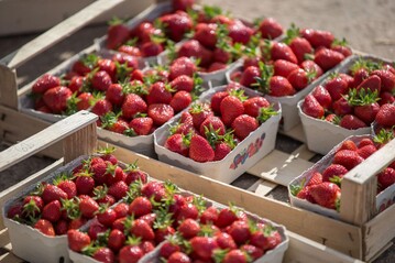 Durchschnittlich bezahlten die Verbraucher laut AMI fr heimische Erdbeeren 2,54 Euro pro 500 Gramm-Schale (2016: 2,28 Euro).