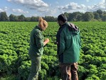 Bestandeskontrolle im Raum Vechta: Der Grünkohl hat sich dieses Jahr gut entwickelt, die milde Witterung war für den Kohl sehr gut.