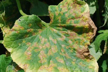 Vor allem bei feuchter Witterung fhlt sich der Falsche Mehltau in Einlegegurken(Pseudoperonospora cubensis) im Freiland besonders wohl.