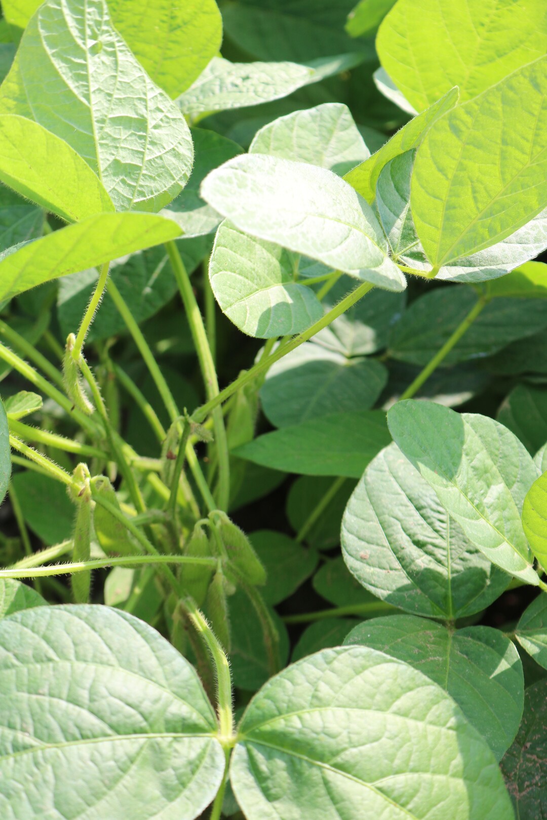 Demonstration der Kultur Edamame
