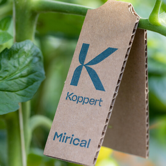 Das Verpackungskonzept Mirical der niederlndischen Firma Koppert holt sich den FLIA Technology, der erstmals auf der Fruit Logisitica 2024 vergeben wurde. 