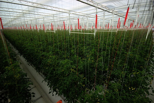 Zeitgleich zum Erntebeginn im ersten Klimagewchshaus wird das zweite Klimagewchshaus bepflanzt. Zwei Monate nach der Bepflanzung des ersten Klimagewchshauses sind die ersten Snack-Tomaten nun reif zur Ernte.  