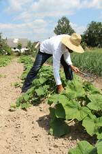Ein Hut mit breiter Krempe, ein langärmliges Baumwollhemd und eine lange Hose bieten Obstund Gemüsebauern einen guten Sonnenschutz bei der Arbeit.