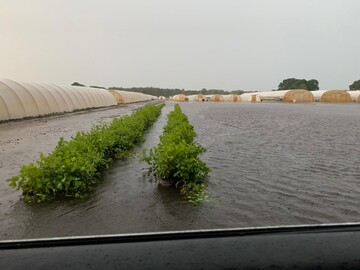 Die Kulturflchen standen teils groflchig unter Wasser.