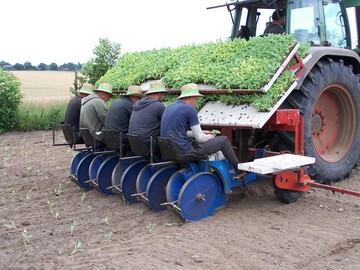 Im Juli wird auf Gut Steinwehr unter anderem Grnkohl gepflanzt. Auch dabei ist  wie bei der Ernte von Sommerfrchten  der Schutz vor Sonnenstrahlung wichtig. 