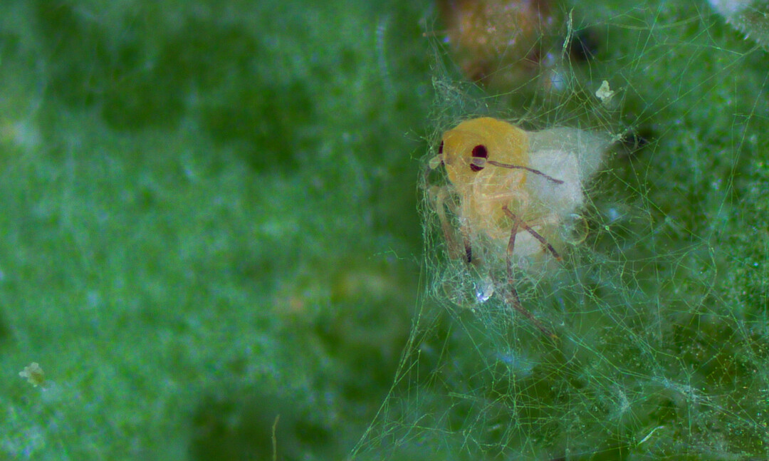 Fungal hyphae development on white fly after Mycotal application