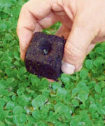 Die Presstofperde für Gemüsejungpflanzen
von Stender brachte gute
Praxiserfahrungen.