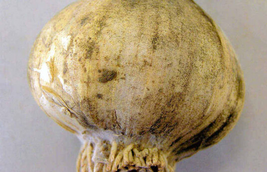 Schwarze Verfrbungen auf der uersten Knollenhaut meist an der Basis von Knoblauchknollen werden
durch einen Befall mit der Knoblauchschwrze (Embellisia allii) verursacht.
