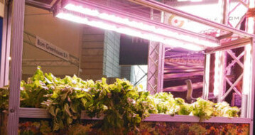 Valoya
entwickelte
spezielle
LED-Leuchten
mit optimiertem
Lichtspektrum
fr
Salate und
Kruter.