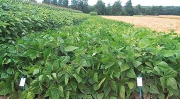 Prfung von Krnerbohnensorten in Triesdorf