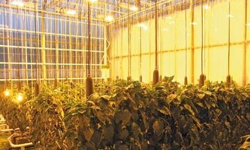 1 Versuchszelle mit Kopfbeleuchtung und Zwischenbeleuchtung