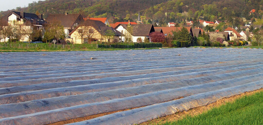 Ein klassischer Nutzungskonflikt: Kein Spargelanbau mehr ohne Folie und auch bei anderen Gemsearten ist die Folie ein Mittel der Verfrhung. Gesellschaftliche Diskussionen ranken sich um Plastik, das die Umgebung verschandelt.