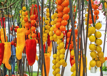 Gemse, dessen Aufbereitung und Menschen aus der Branche erwarten die Besucher auf der Messe Fruit Logistica 2018 in Berlin.