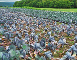 nesterweise Welke und Umfallen von Rotkohl in einem Bestand durch einen Befall mit Phytophthora.