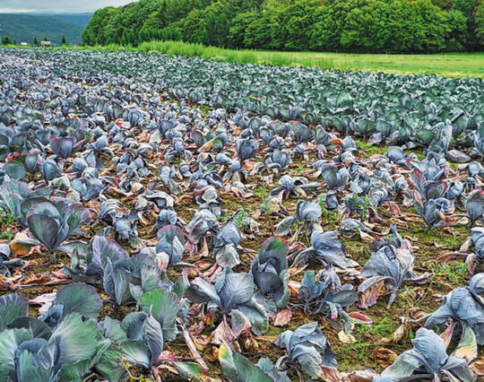 nesterweise Welke und Umfallen von Rotkohl in einem Bestand durch einen Befall mit Phytophthora.