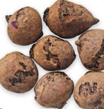 Gürtelschorf an Roten Rüben zeigt sich durch aufgerissene Knollen, die borkenartig rau und oft dunkel verfärbt sind.