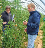 Tomate ‘Ruthje’ hält sich relativ lange an der Pflanze. Die Früchte zeigen eine leichte Herzform.