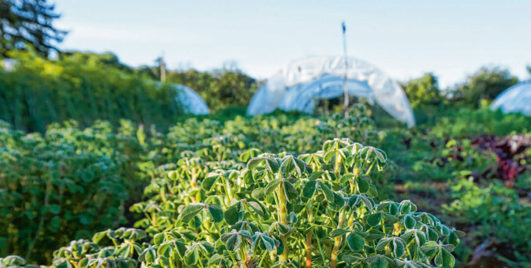 Klein, aber vielfltig, Gewchshuser hinter Sauerklee: Gemsegarten von Schnelles Grnzeug.