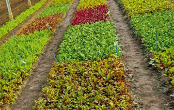 Sorten fr Babyleaf. Bei weiteren Versuchen wird die Sorteneignung von insgesamt 14 Sorten Spinat, Mangold und Rote Bete fr den kologischen Babyleaf-Anbau und fr den Feldsalatanbau im frostfreien Folienhaus im Herbst und Winter untersucht.