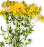 in Deutschland ist der Anbau von Johanniskraut durch die Rotwelke gefährdet.