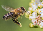 Bienen einen Lebensraum geben und dafür entlohnt werden – dieses Ziel verfolgt die Bienenwelt GmbH mit dem Konzept „Bienen helfen“.