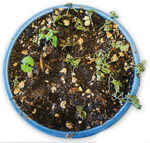 Umfallkrankheit durch Pythium an Keimlingen und junge Pflanzen.