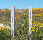 Blühflächen sind ein geeignetes Mittel, um Nützlinge anzulocken. Sie können auch Teil der Verbraucheraufklärung sein, wie hier im Bild.
