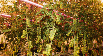 Tomatenanbau mit LED-Zwischenbeleuchtung. 