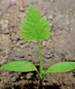 Für die Keimung sollte die Bodentemperatur zwischen 10 und 30°C liegen.