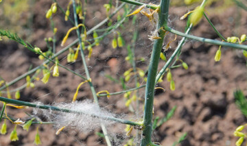 In Spargelfeldern kann man Netze von der Haubennetzspinne, Theridion sisyphium, entdecken. Sie ist ein Allesfresser und daher ein Ntzling. 