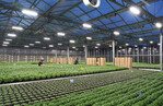 Die VYPR 2x Leuchte von Fluence by OSRAM in dem Betrieb ECF Farmsystems im Berlin.