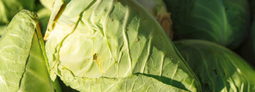 Spitzkohl