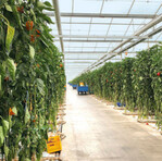 Weniger Bekämpfungsmöglichkeiten, höhere Auflagen, immer niedrigere Grenzwerte – die Pflanzenschutzproblematik spitzt sich weiter zu.