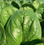 Der Kostenfaktor Energie spielt bei Gemüse zur Verarbeitung eine große Rolle, wie bei Spinat zur Frostung.