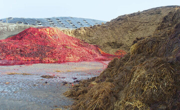 Das Futter fr die Biogasanlage: Gemsereste, Blhwiese (im Hintergrund unter Folie), Kleegras, Mist.