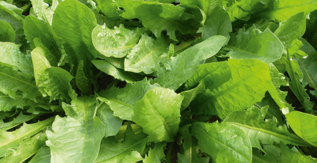 Sorte Ameliore Geant a Forcer vor der Ernte im April.