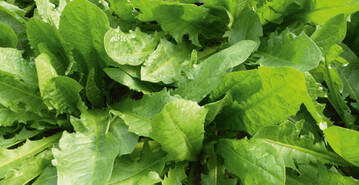 Sorte Ameliore Geant a Forcer vor der Ernte im April.