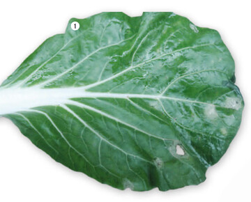Weiliche, rundlich bis eckige Blattflecken durch einen Befall mit Phoma lingam an Pak Choi.