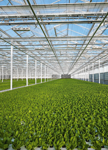 Hochmodern und besonders effizient werden Salate im Gewchshaus von Rheinlandgemse Hydro produziert.