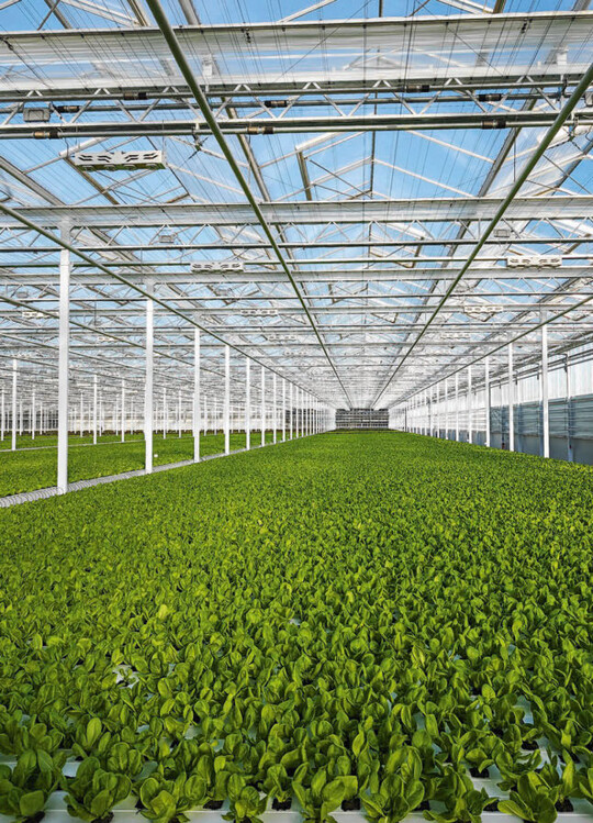 Hochmodern und besonders effizient werden Salate im Gewchshaus von Rheinlandgemse Hydro produziert.