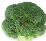 Einzelne, verfärbte Röschen an einem mit dem Erreger der Kohlschwärze infizierten Brokkoli.