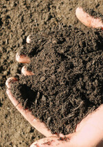Hochwertig produzierter Kompost stellt eine vielversprechende Torfalternative dar. Gerade in Sachen Nachhaltigkeit und Regionalität hat er gegenüber anderen Alternativen die Nase vorn.