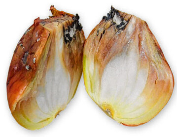Mit Botrytis aclada befallene Zwiebelbulbe, Sklerotien als runde, schwarze Gebilde erkennbar.