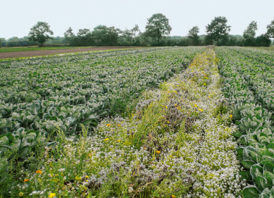 Maßgeschneiderter Blühstreifen für den Rosenkohl.