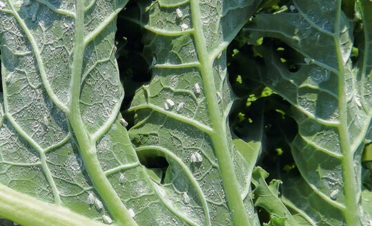 Die wrmeliebende Kohlmottenschildlaus war verstrkt in der Saison 2018 anzutreffen. 