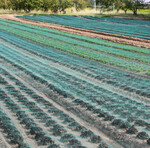 Vogelschutznetze wie FA.BIO VSN 35 (Firma Hartmann-Brockhaus) sind mittlerweile in Stadtnähe oft die einzige Chance, Salat zu schützen.