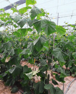 Gurkenkultur mit konventionellem Eisen.