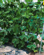 AgroFerrum über die Bewässerung. Gleicher Pflanztag/Nachbarhaus. Deutlicher Farbunterschied (rechts mehr Eisen).