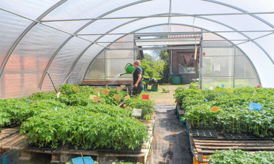 In dem 200 qm groen beheizbarem Anzuchtgewchshaus der Gemsewerkstatt Grnschnabel werden die verschiedenen Jungpflanzen herangezogen.  