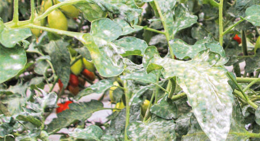 Befall mit Echtem Mehltau in Tomaten.  